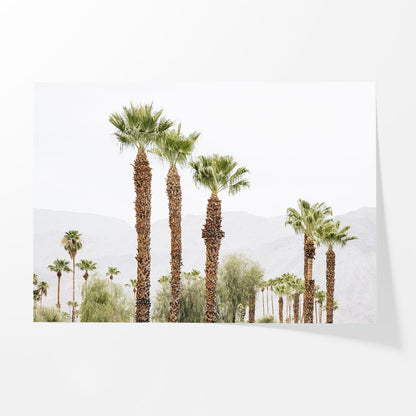 Palm Haze