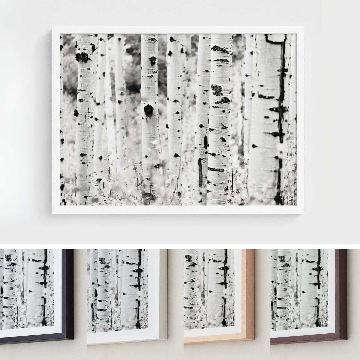 Aspen Tree Forest