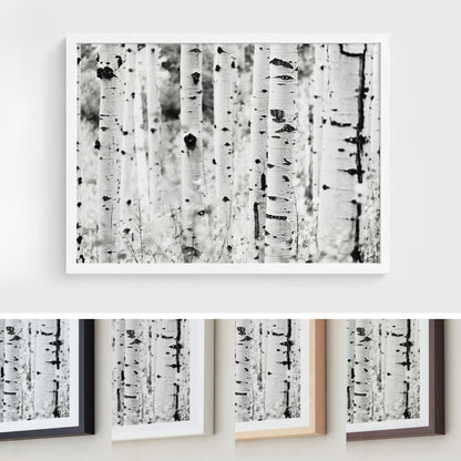 Aspen Tree Forest