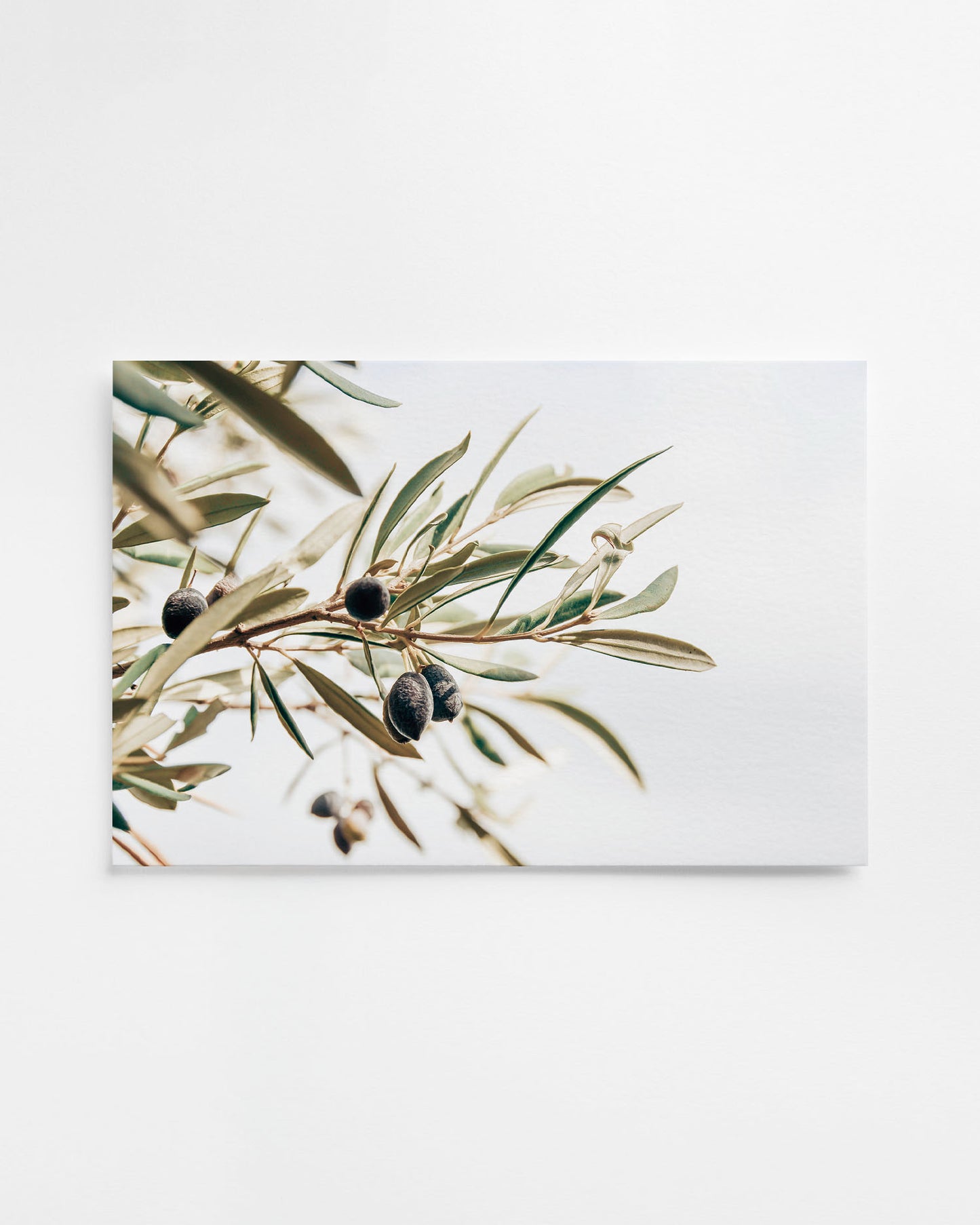 OLIVE STUDY
