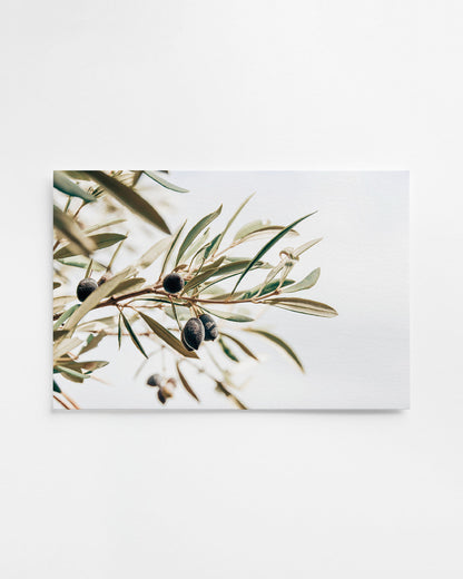 OLIVE STUDY