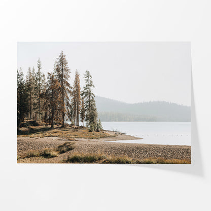 Pine Shore