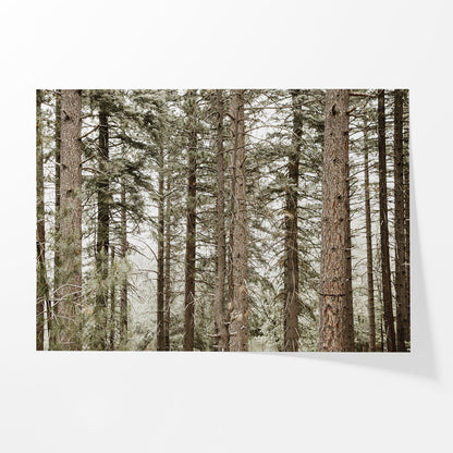 Forest Calm