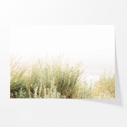 Wild Grasses