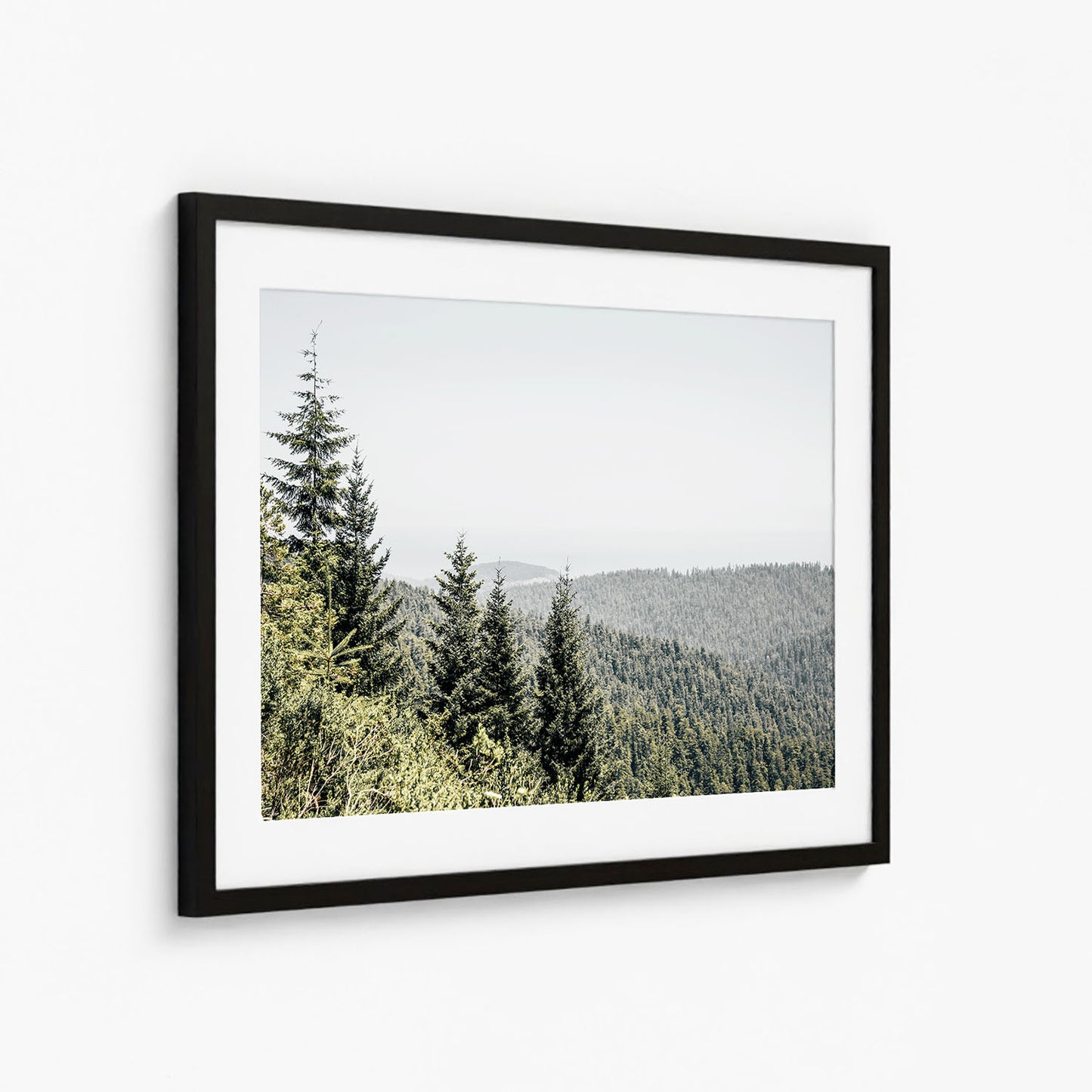 REDWOODS