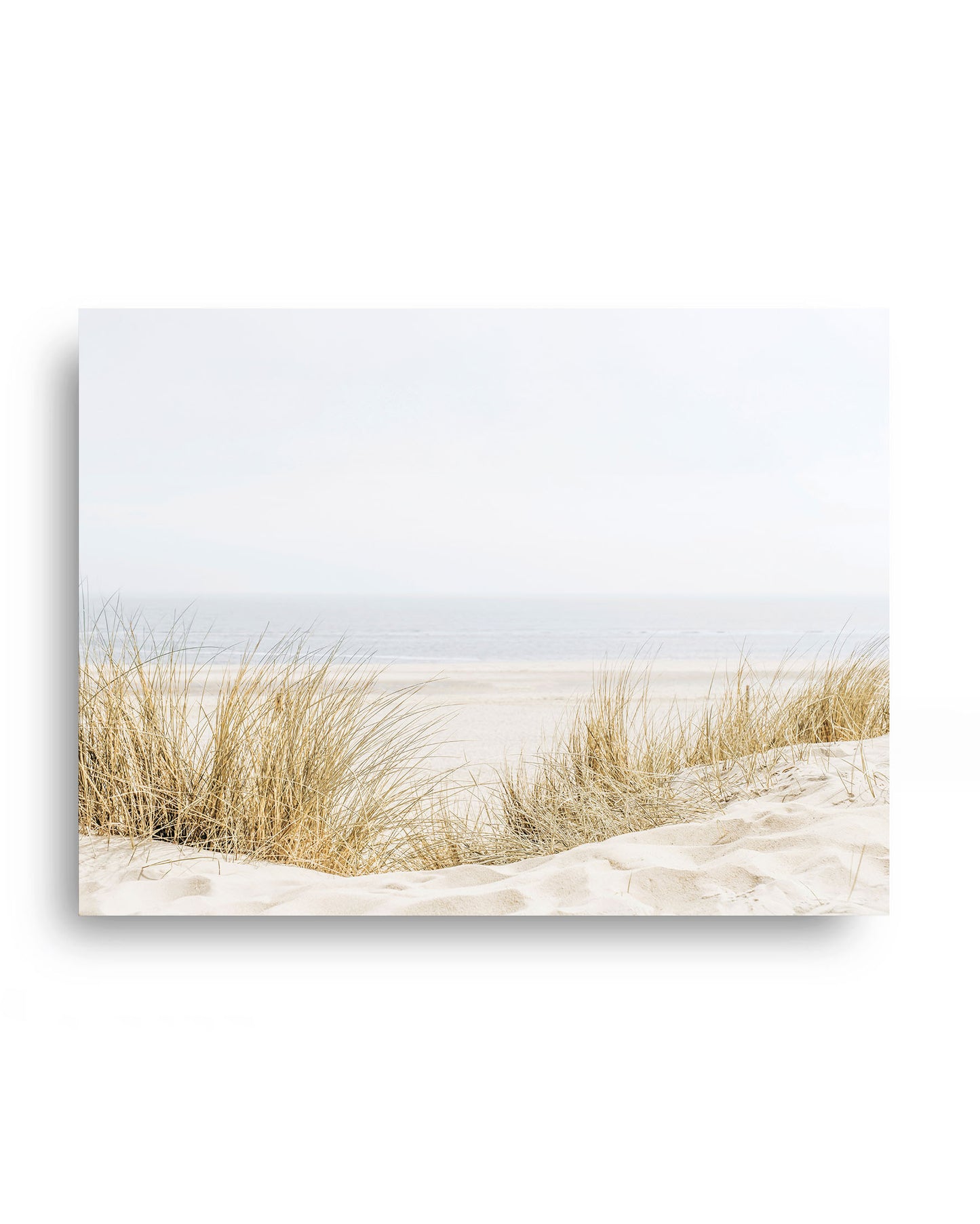 Coastal Dune Grass