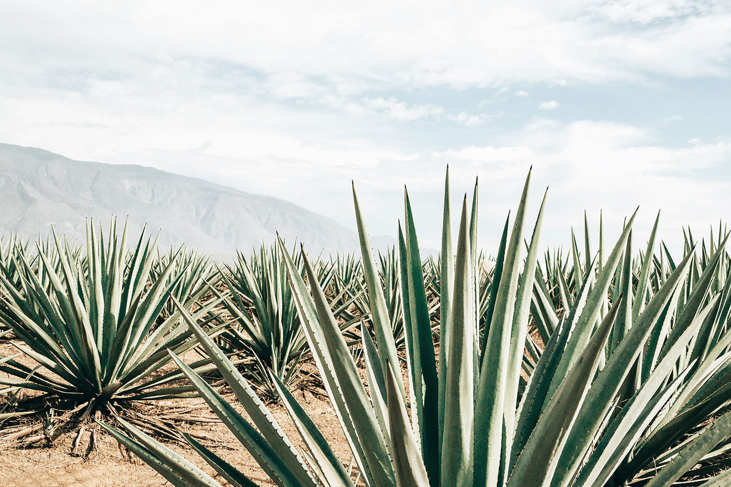 TEQUILA