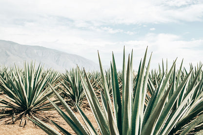 TEQUILA