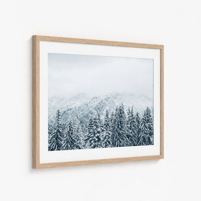 SNOWY PINES