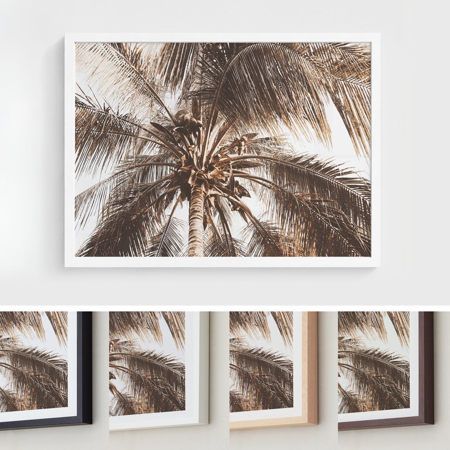 Coconut Palm Canopy