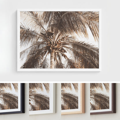 Coconut Palm Canopy