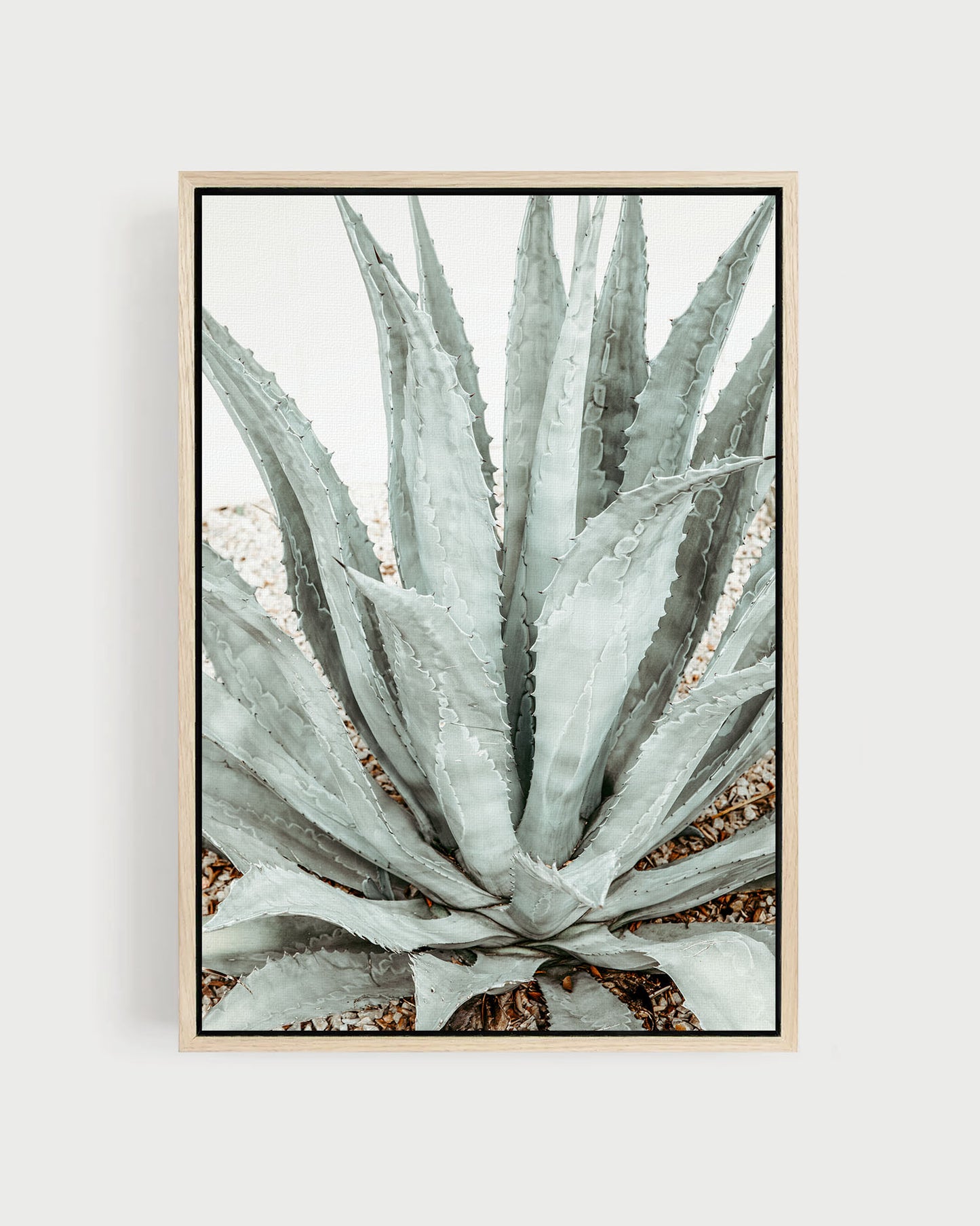 Desert Form – Agave Wall Art