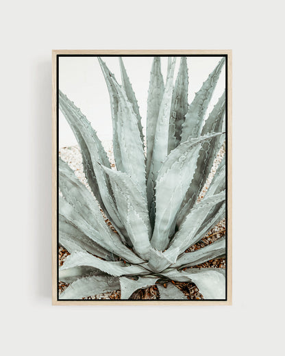 Desert Form – Agave Wall Art