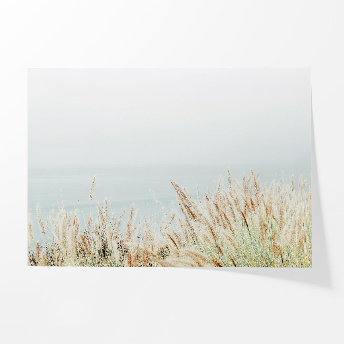 Coastal Fountain Grass