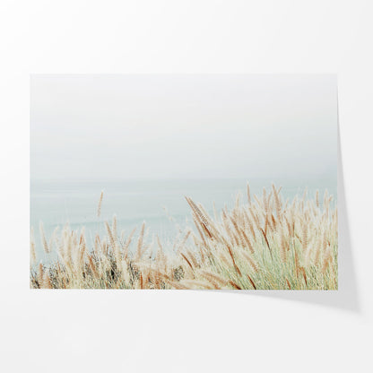 Coastal Fountain Grass