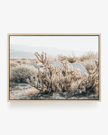 Desert Cholla Garden