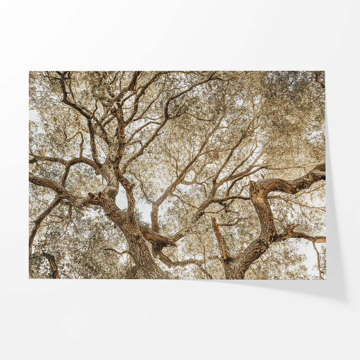 Twisting Branches