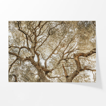 Twisting Branches
