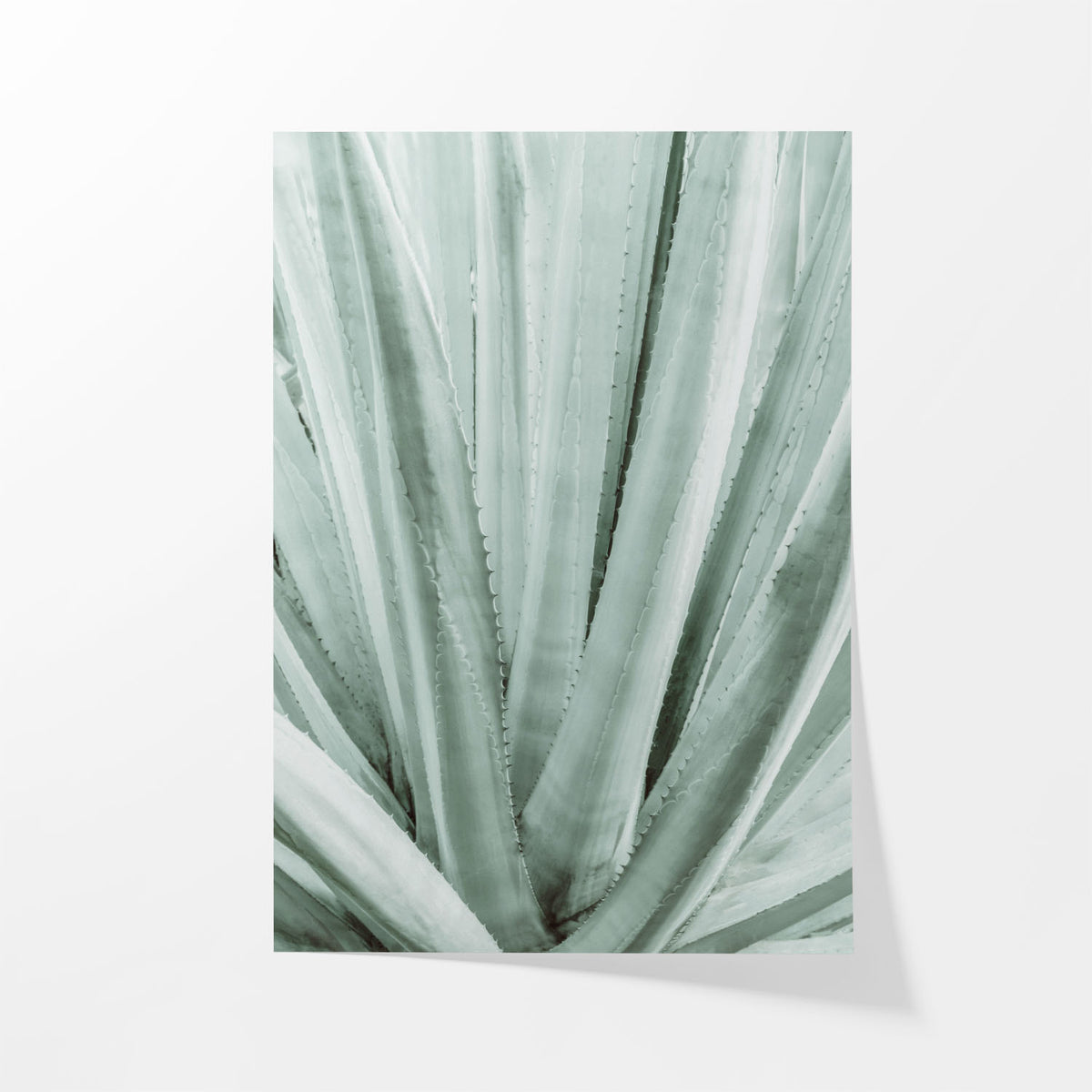 Botanical Symmetry