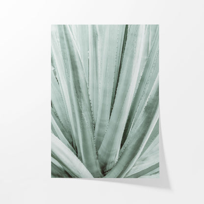 Botanical Symmetry