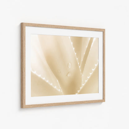 ALOE
