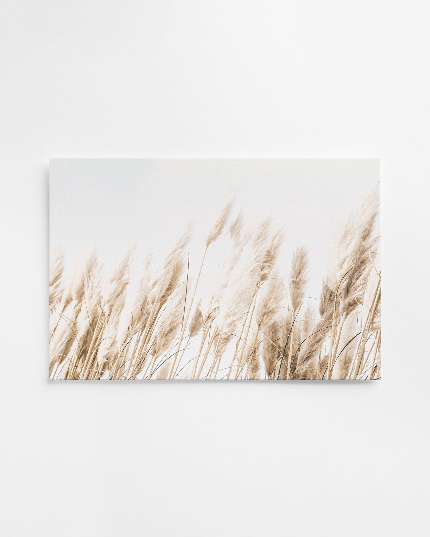 BEACH GRASS
