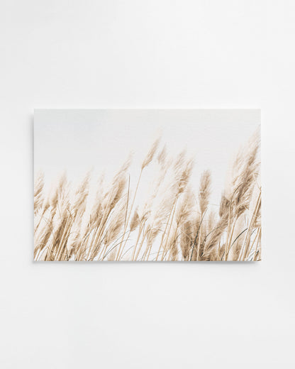 BEACH GRASS