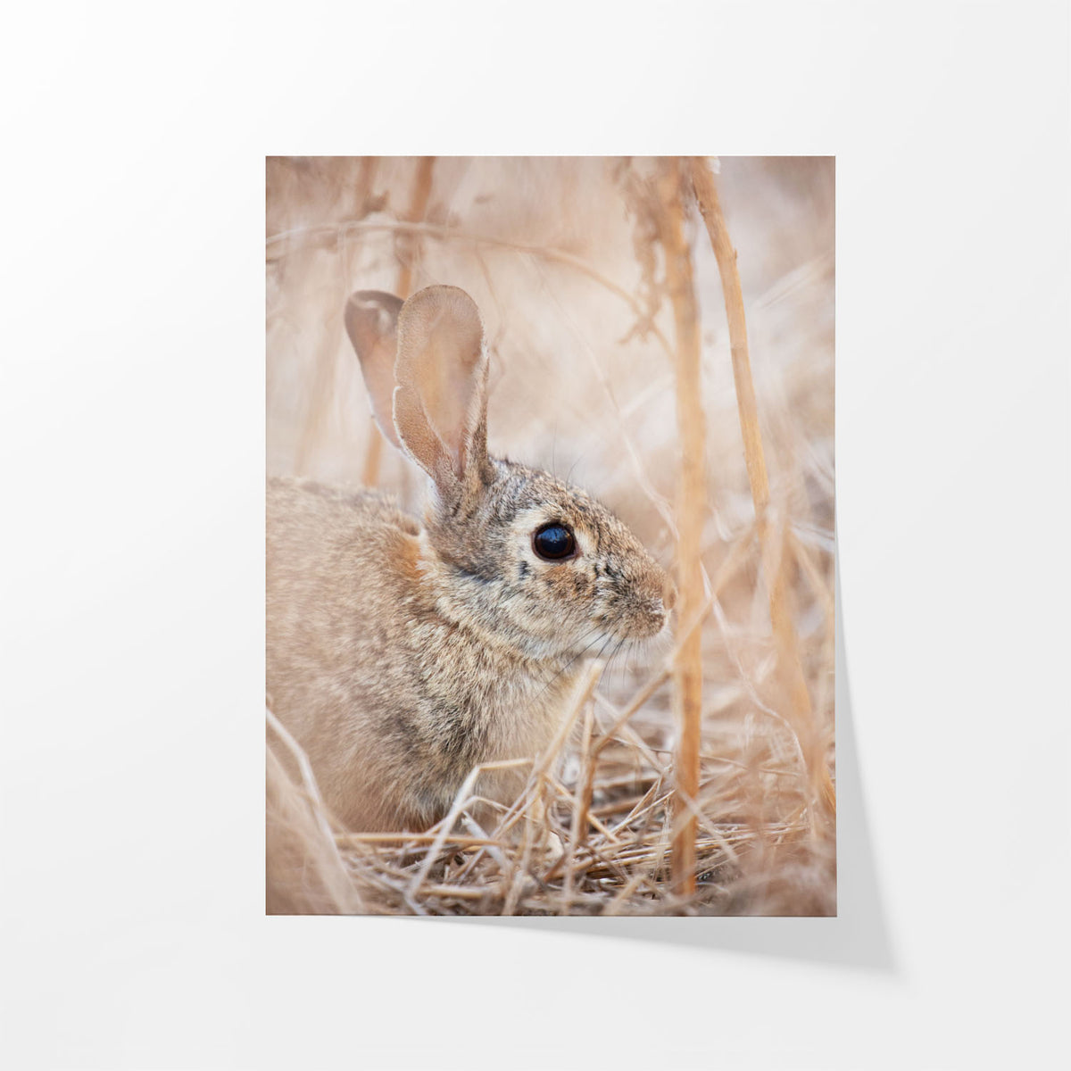 Cottontail