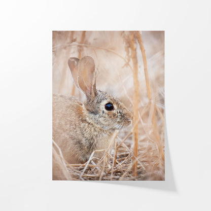 Cottontail