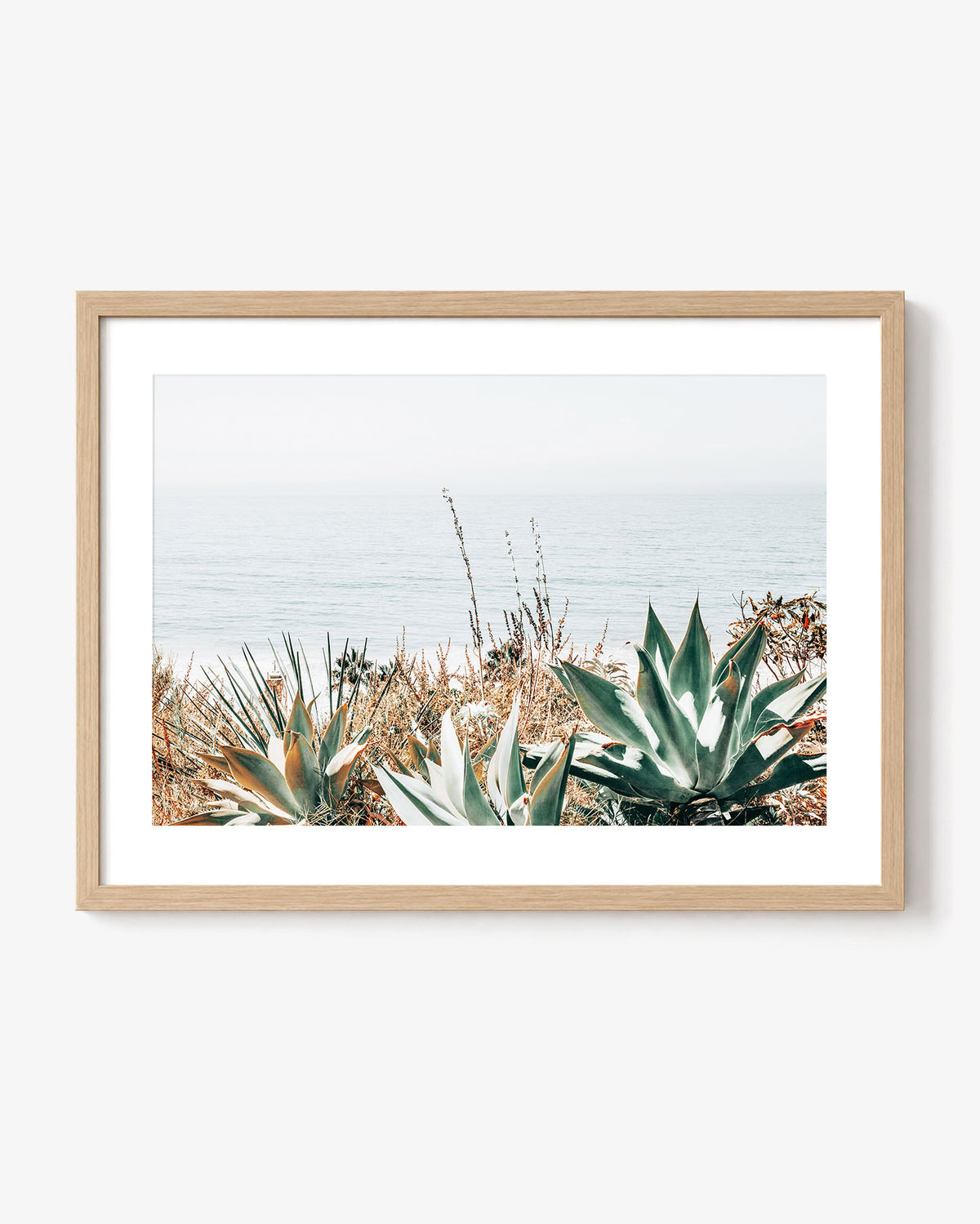 Pacific Agave