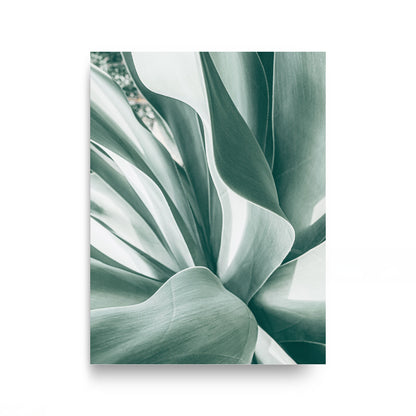 Agave Study