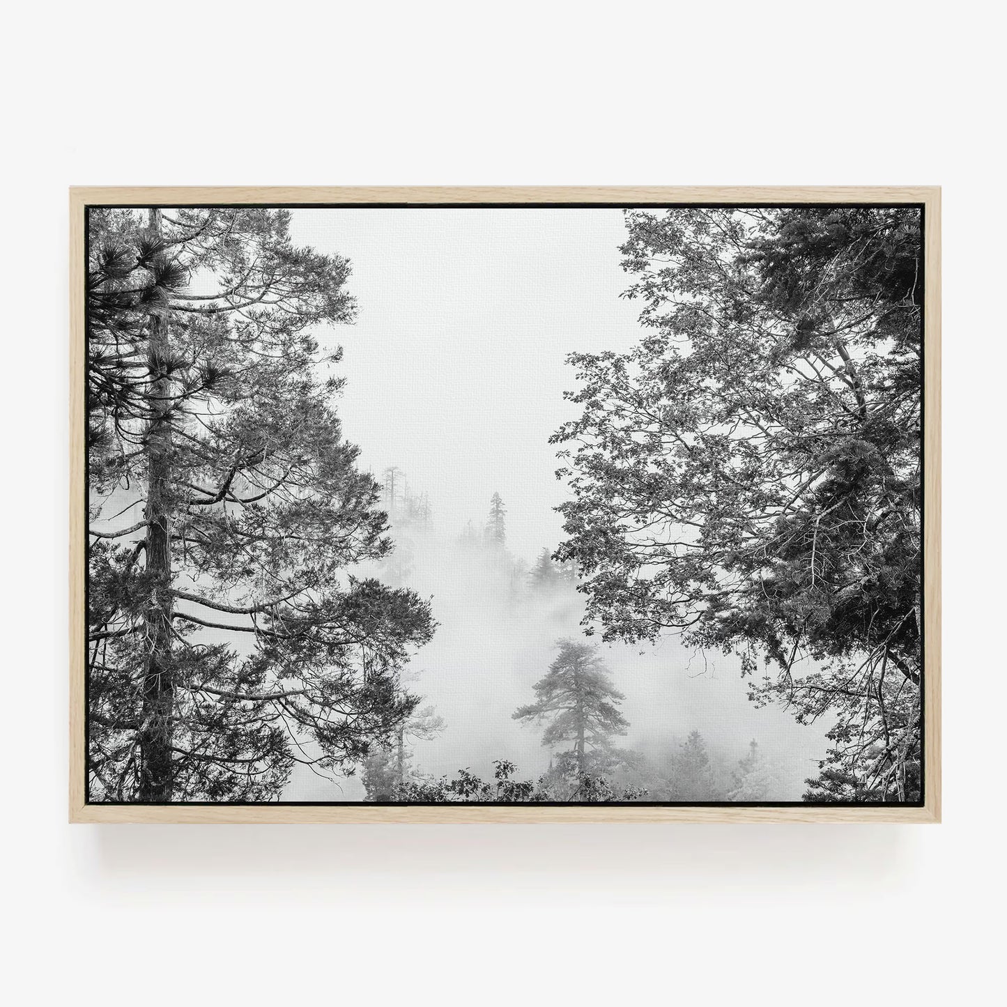 Misty Pine Forest