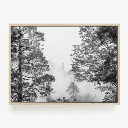 Misty Pine Forest
