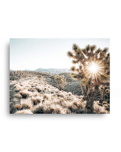 Desert Light