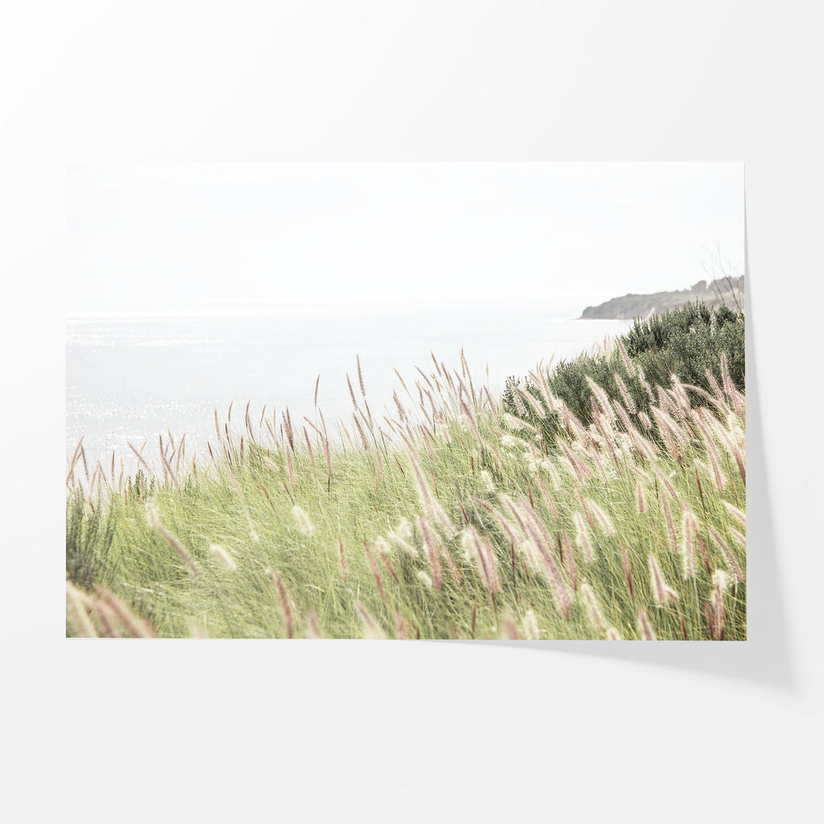 Ocean Meadow