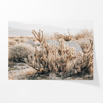 Desert Cholla Garden