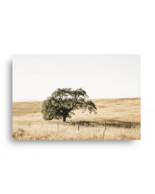 Lone Tree