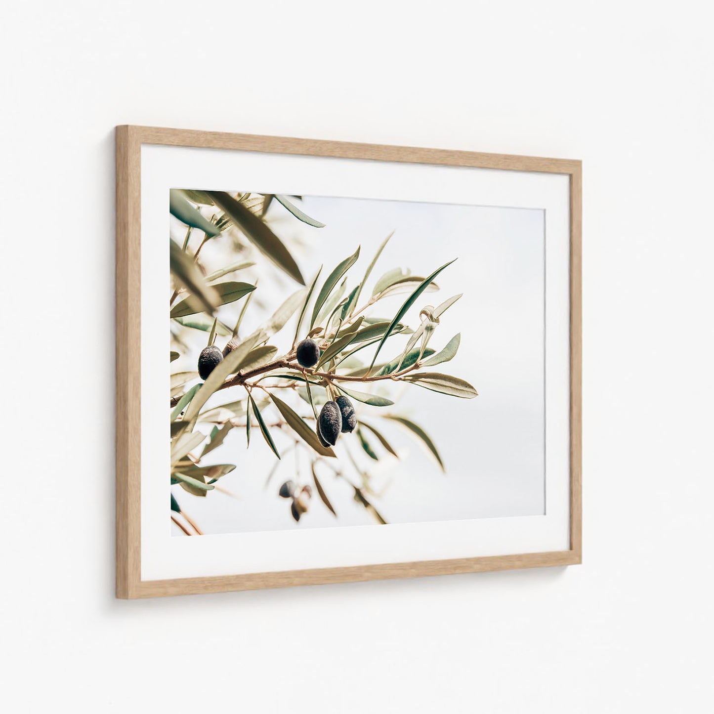 OLIVE STUDY