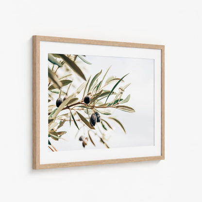 OLIVE STUDY