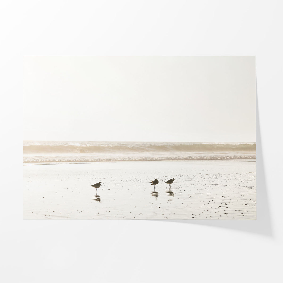 Birds at Low Tide