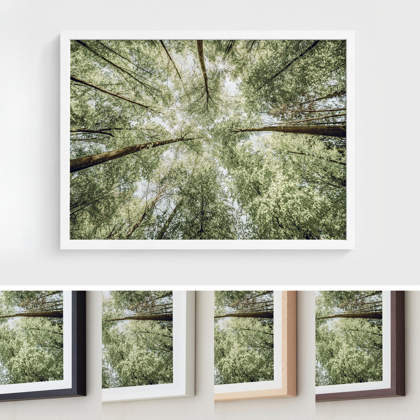 Sunlit Forest Canopy