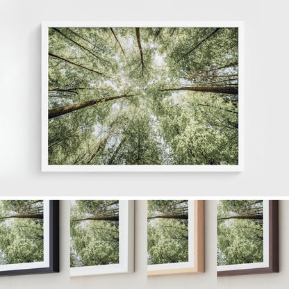 Sunlit Forest Canopy