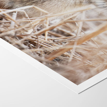 Cottontail