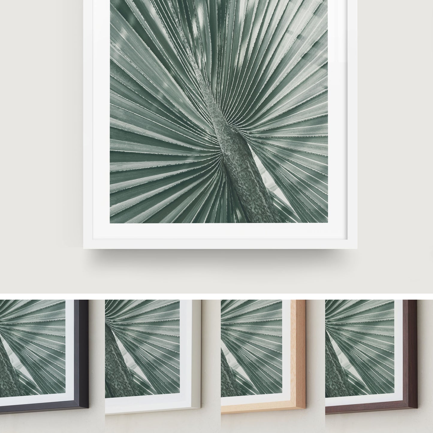 Fan Palm Study
