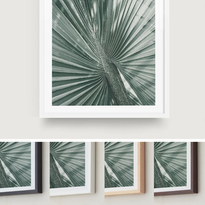 Fan Palm Study
