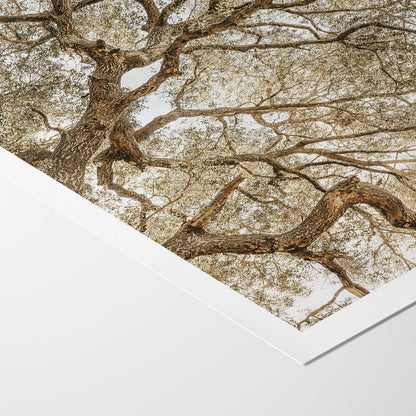 Twisting Branches