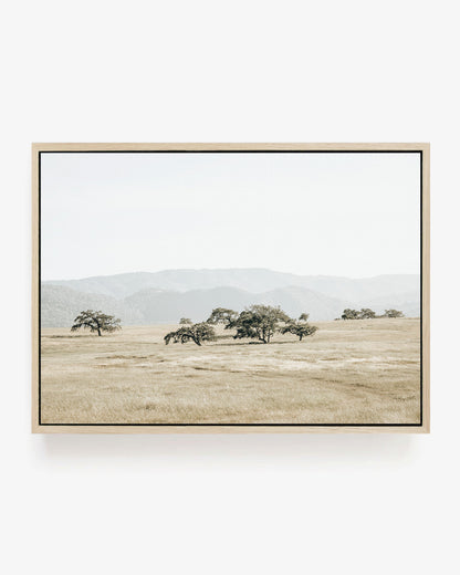 Golden Meadow