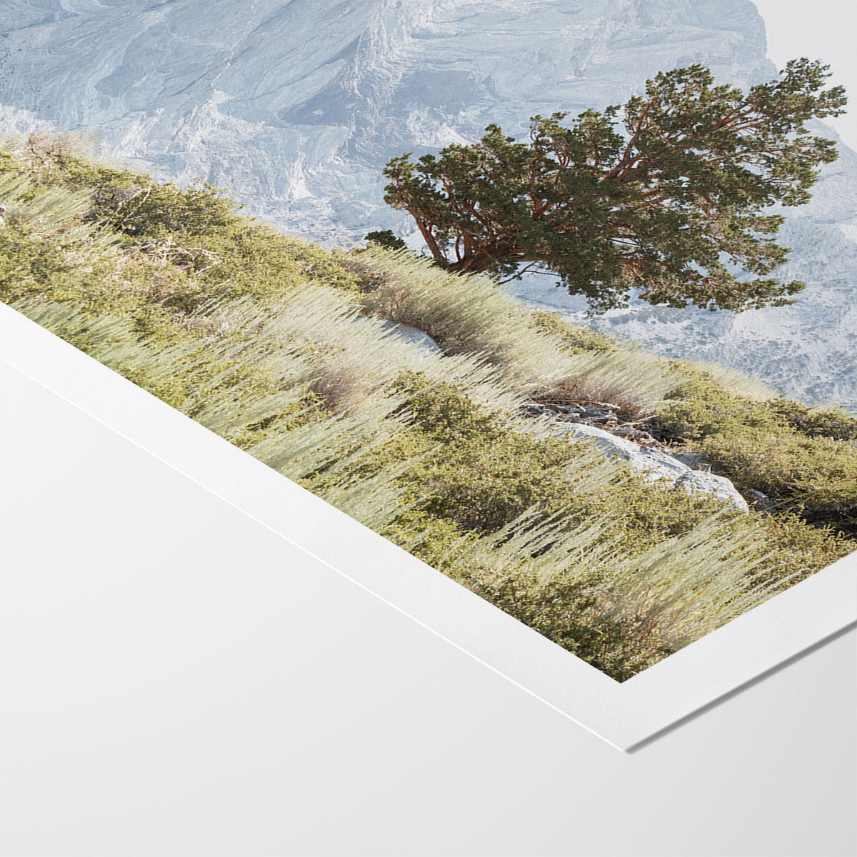 Sierra Tree