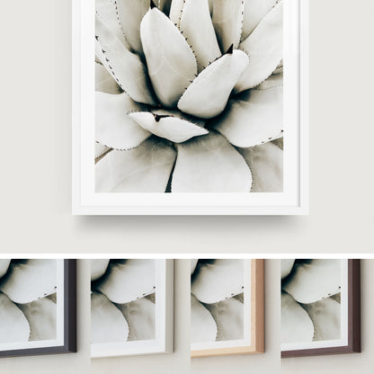 Desert Rosette