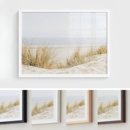Coastal Dune Grass